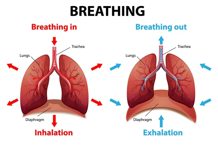 Breathing Mechanics (Designed by Freepik)