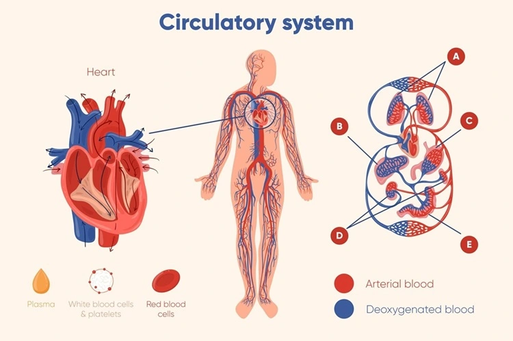 Circulatory System (Designed by Freepik)