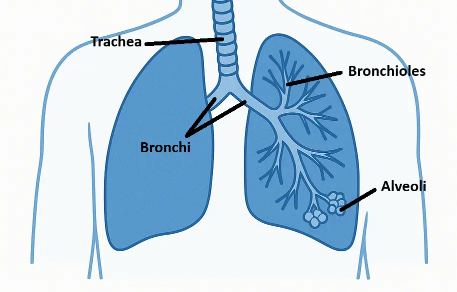 Lower Airway Anatomy