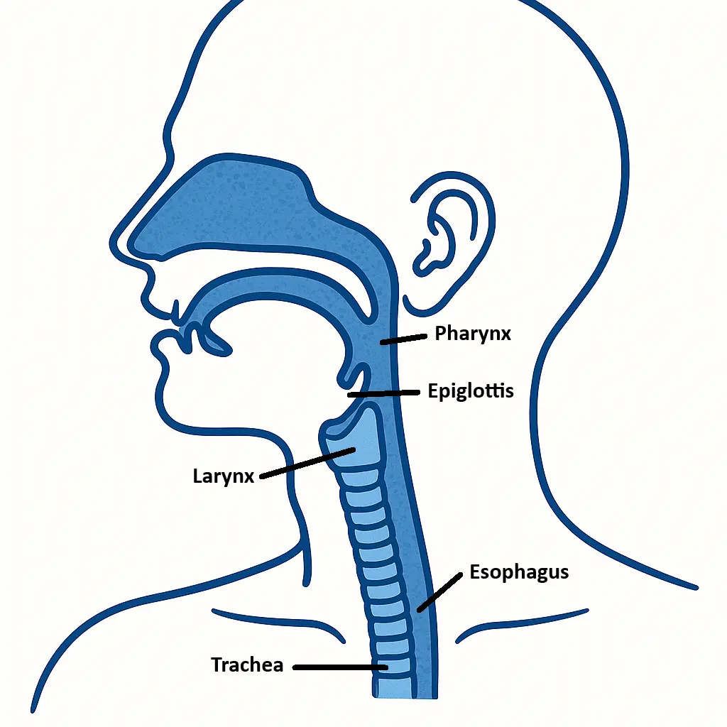 Upper Airway Anatomy